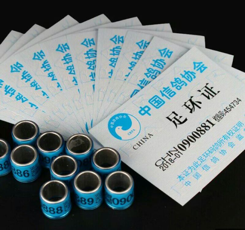 优质观赏鸽信鸽基地直销保证质量品系