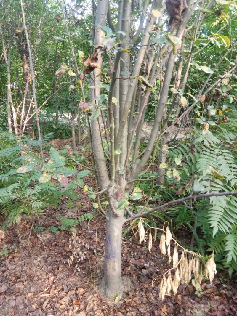 西府海棠