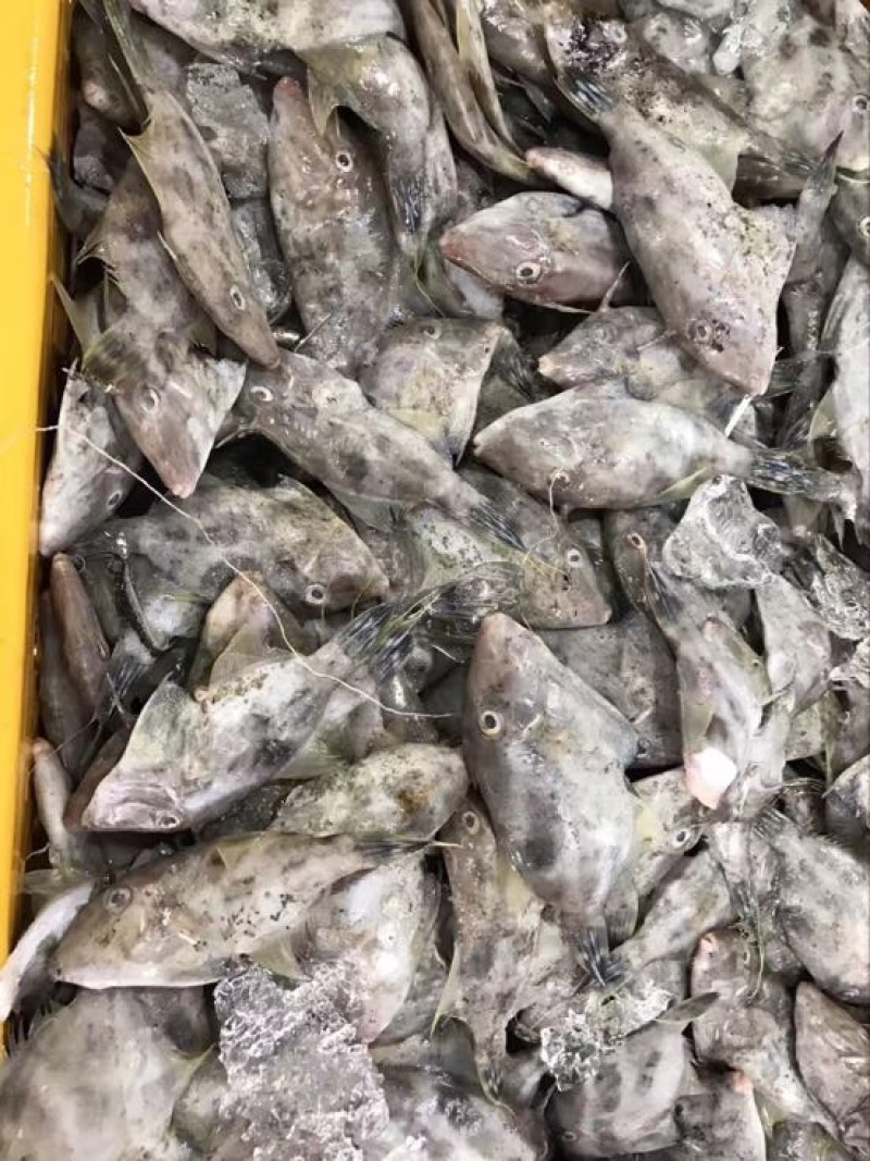 马面鱼
