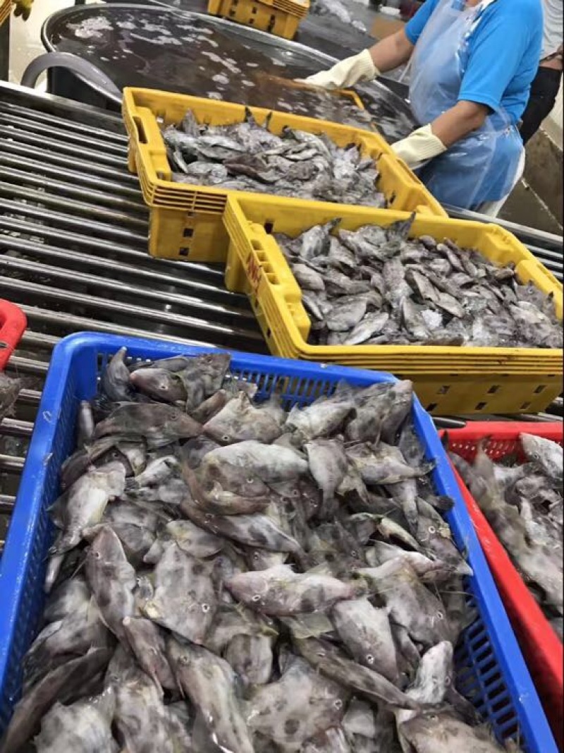 马面鱼