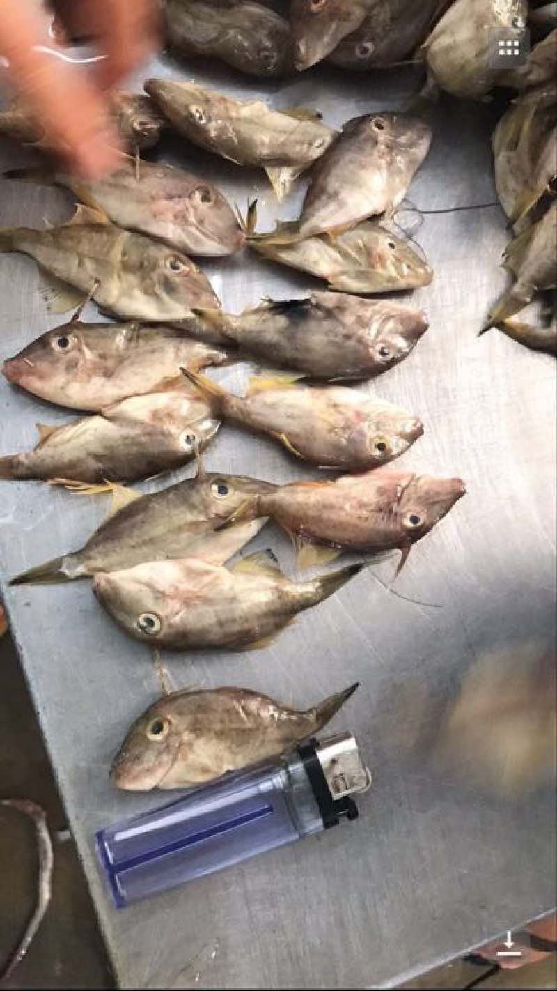 马面鱼