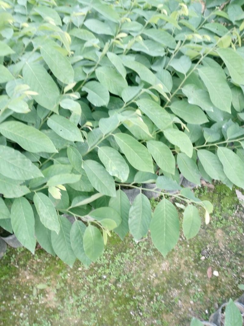 凤梨释迦苗（番荔枝、林檎），提供技术指导