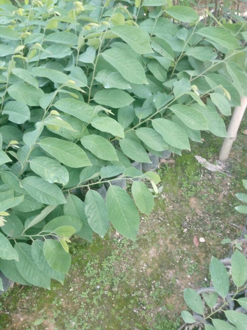 凤梨释迦苗（番荔枝、林檎），提供技术指导