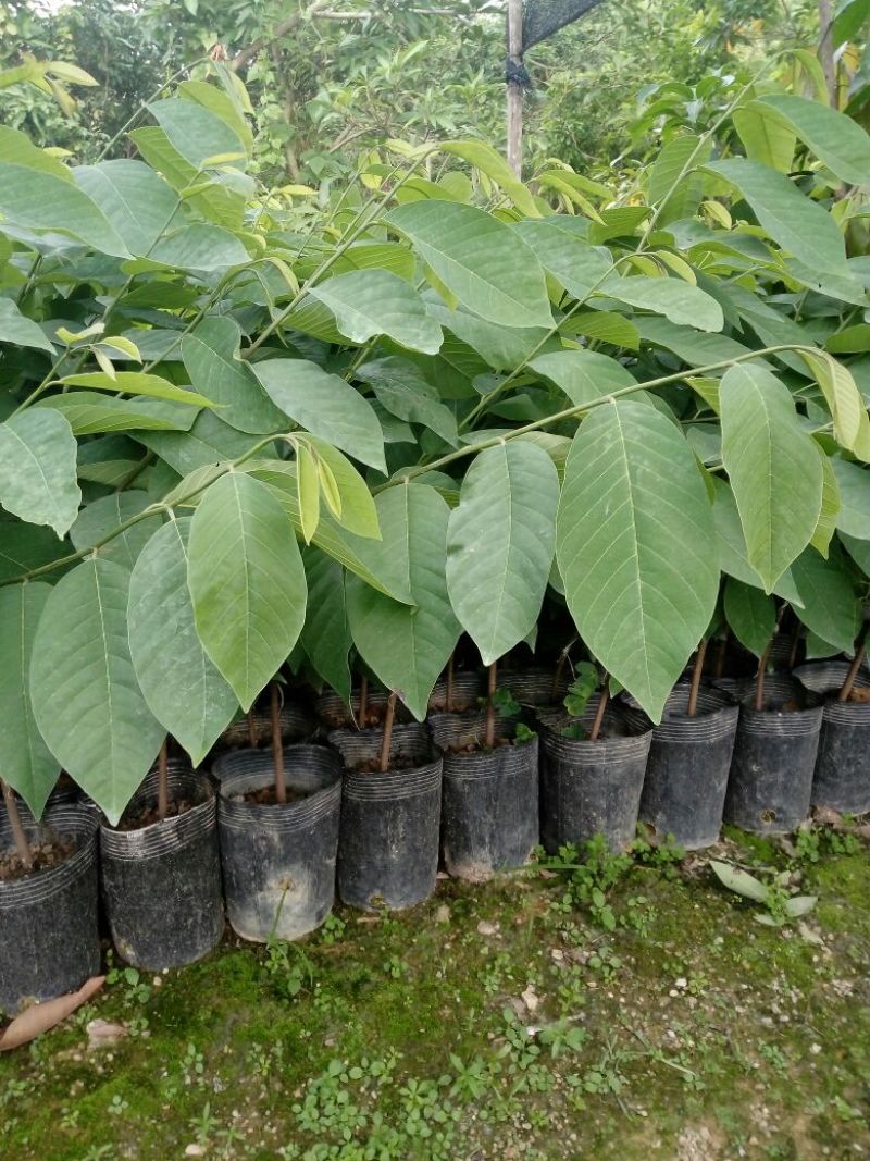 凤梨释迦苗（番荔枝、林檎），提供技术指导