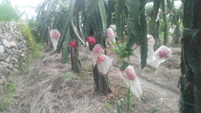 红心火龙果，套袋大果7两起，现摘现发。