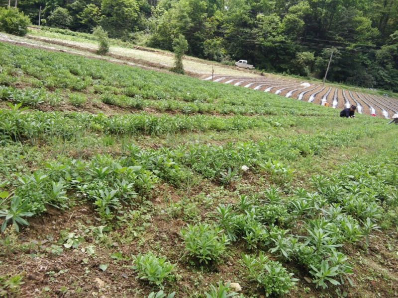 供应富硒救心菜