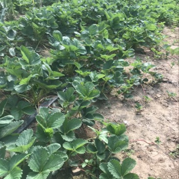 妙香草莓苗10cm以下