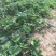 妙香草莓苗10cm以下