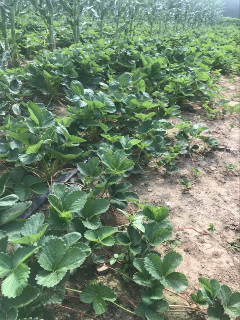 妙香草莓苗10cm以下