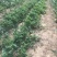 妙香草莓苗10cm以下