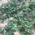妙香草莓苗10cm以下