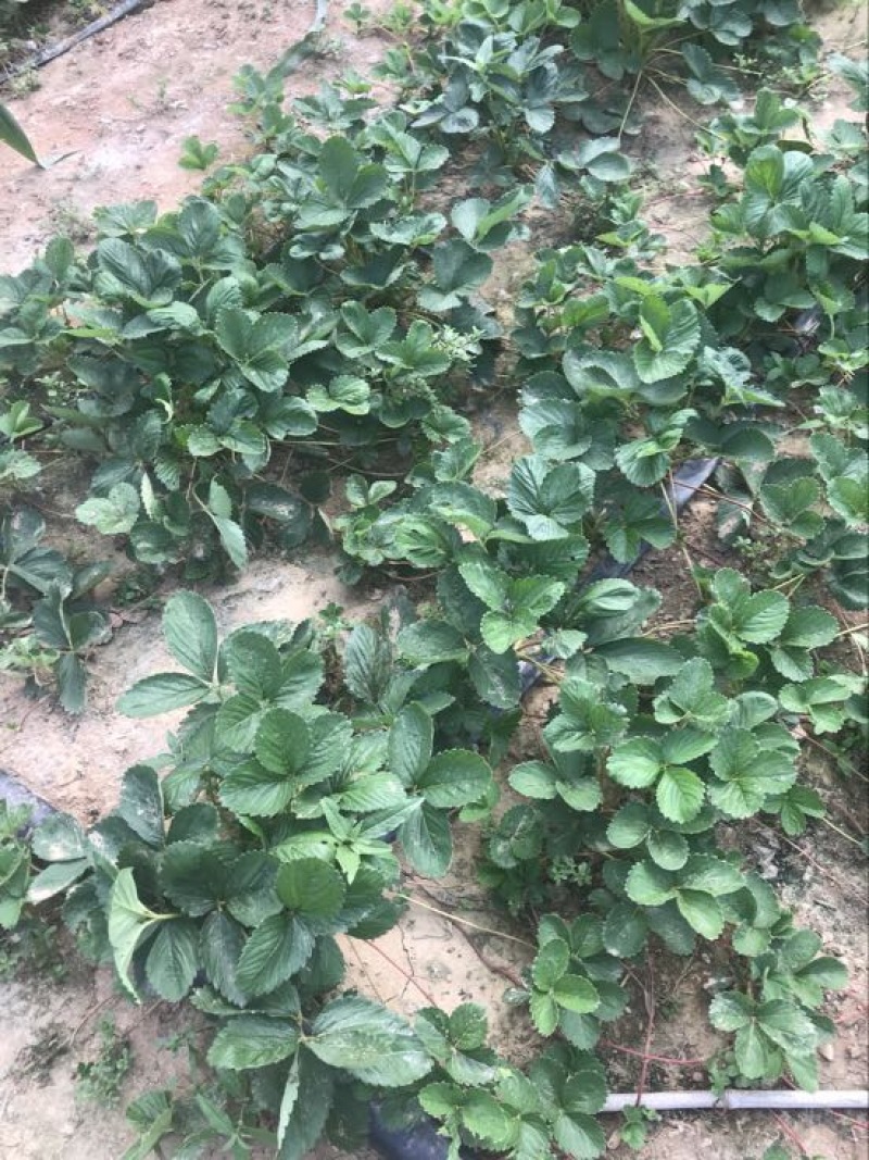 妙香草莓苗10cm以下