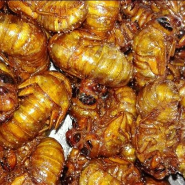金蝉食用