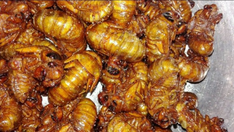 金蝉食用