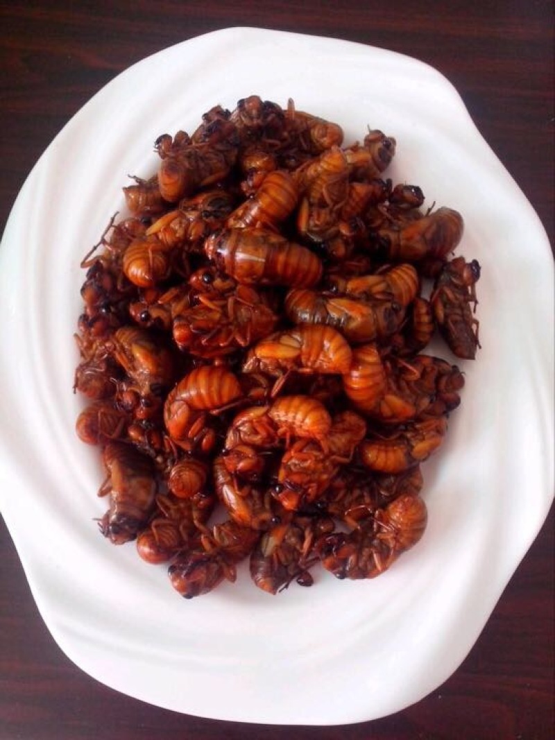 金蝉食用