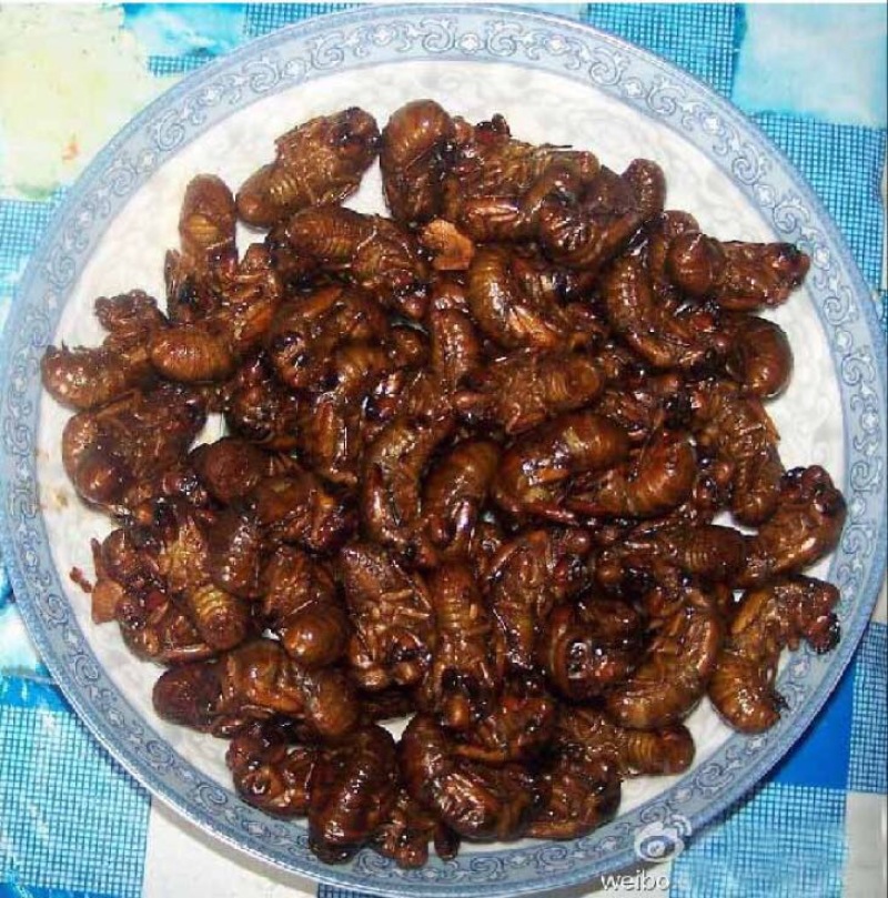 金蝉食用