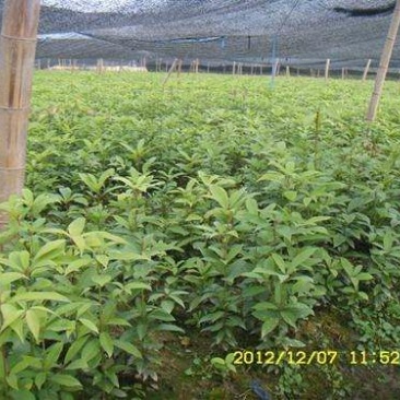 山胡椒树苗