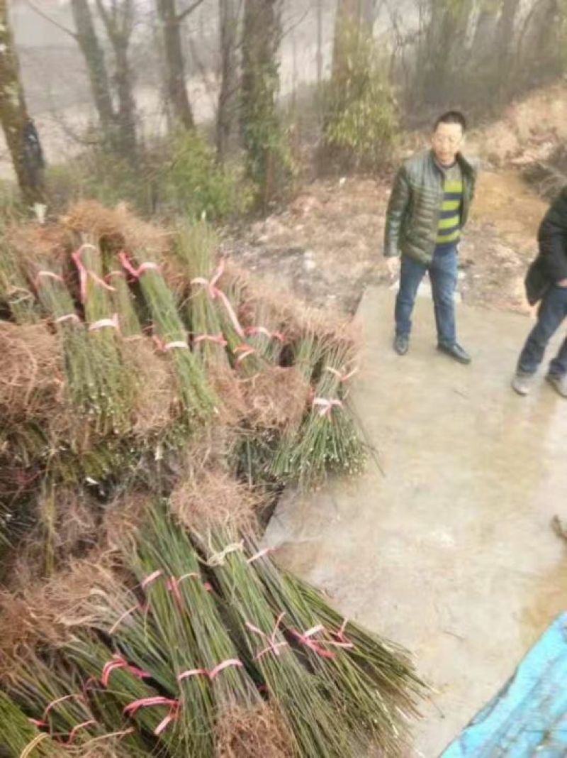 山胡椒树苗