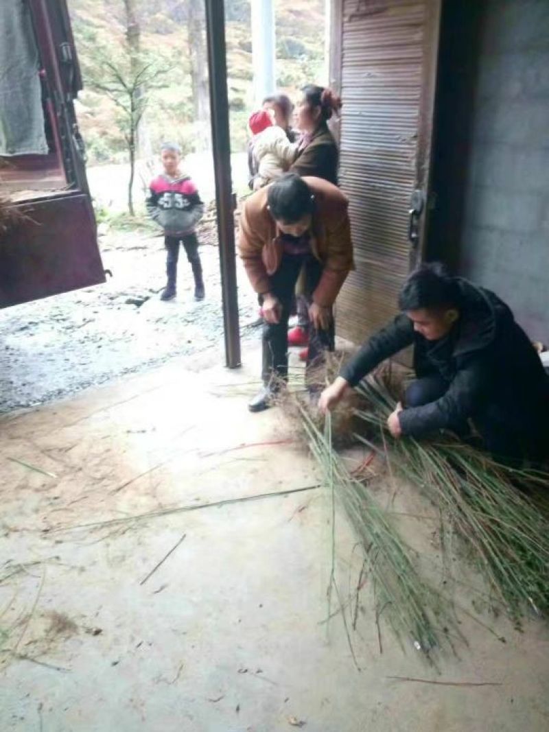 山胡椒树苗