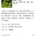 山胡椒树苗
