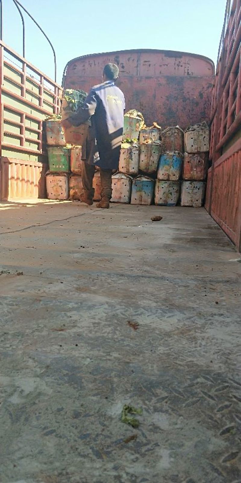雪莲果5两以上大果中果园果产地直供可供半年