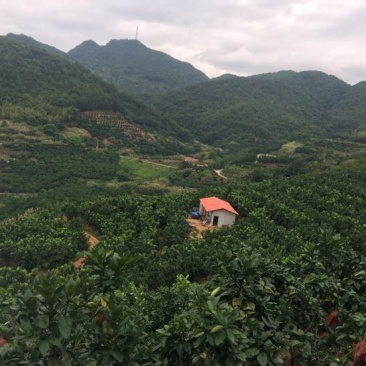 柚子梅州红肉三红白肉