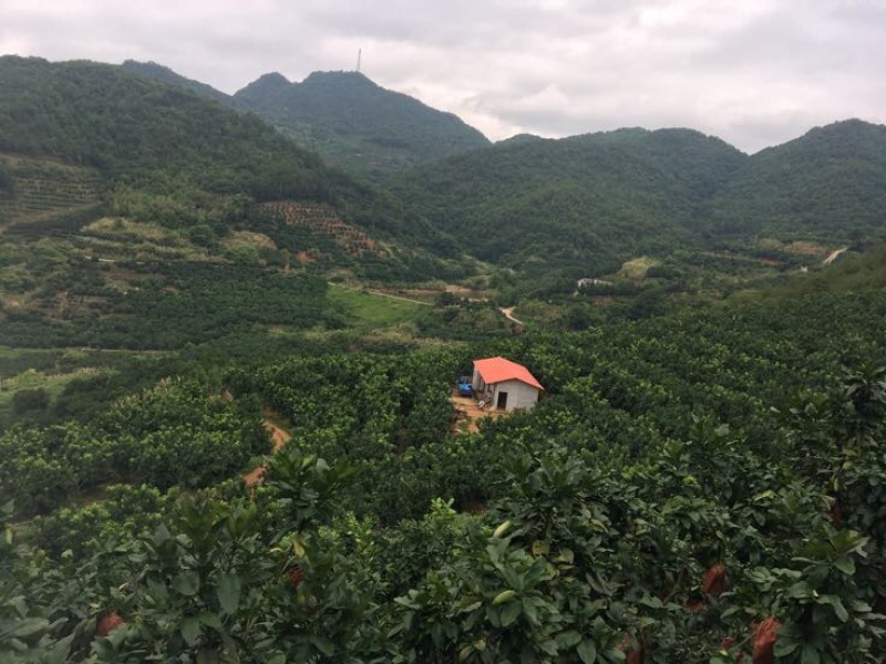 柚子梅州红肉三红白肉