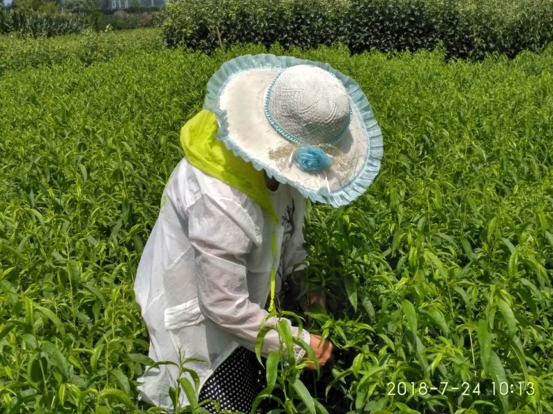 秋彤桃树苗