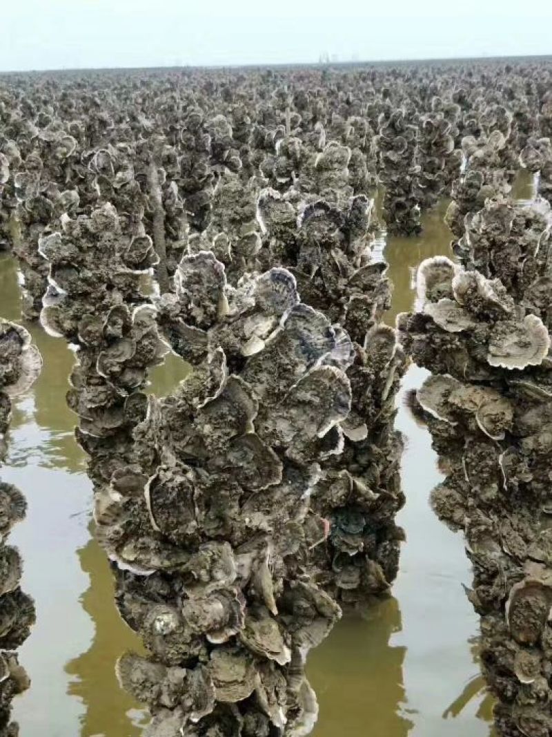 生蚝牡蛎