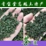 枸杞芽