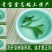 枸杞芽