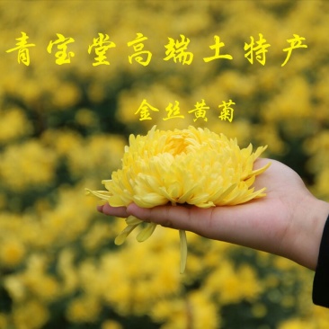 金丝皇菊茶