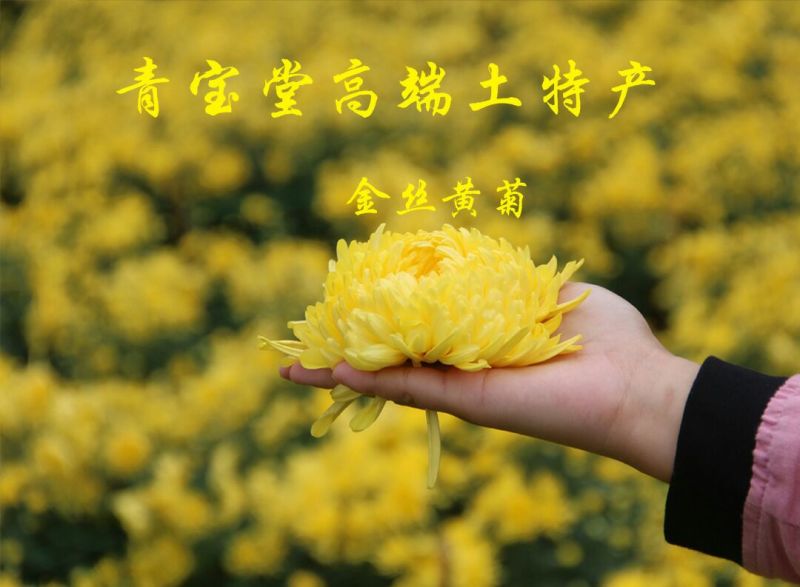 金丝皇菊茶