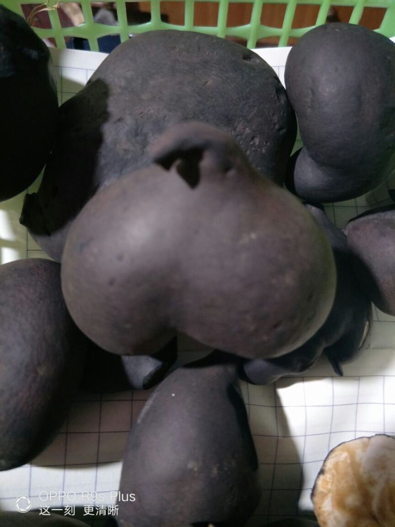 乌灵参