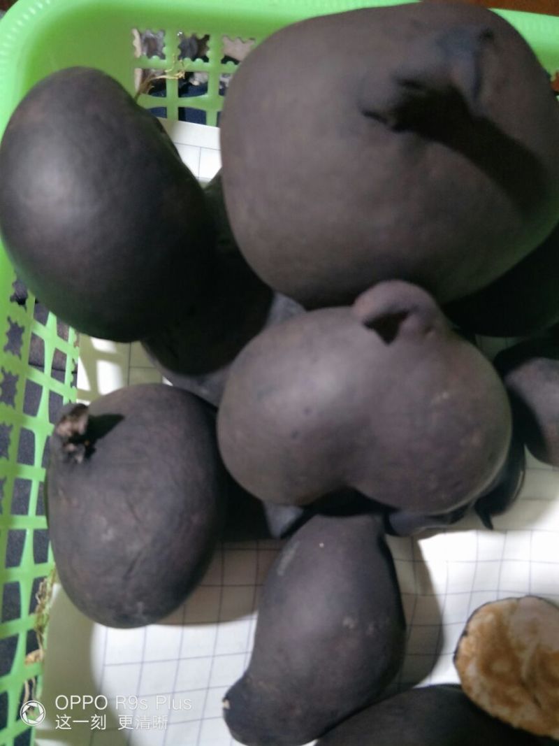 乌灵参
