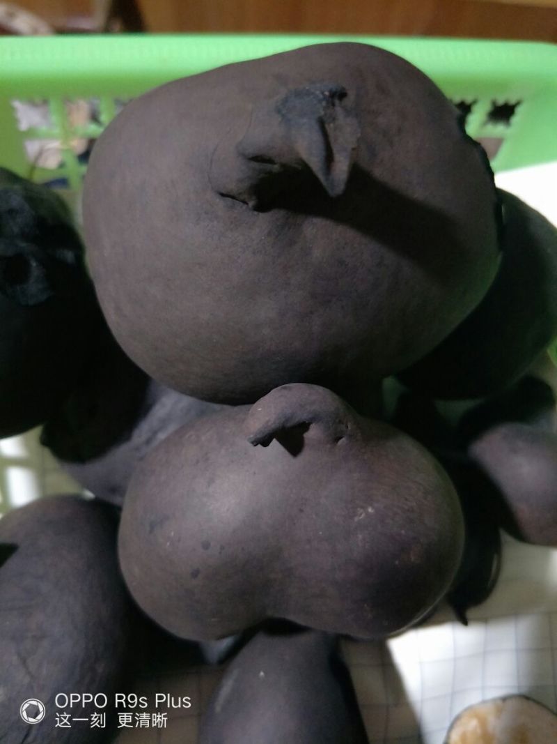 乌灵参