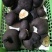 乌灵参