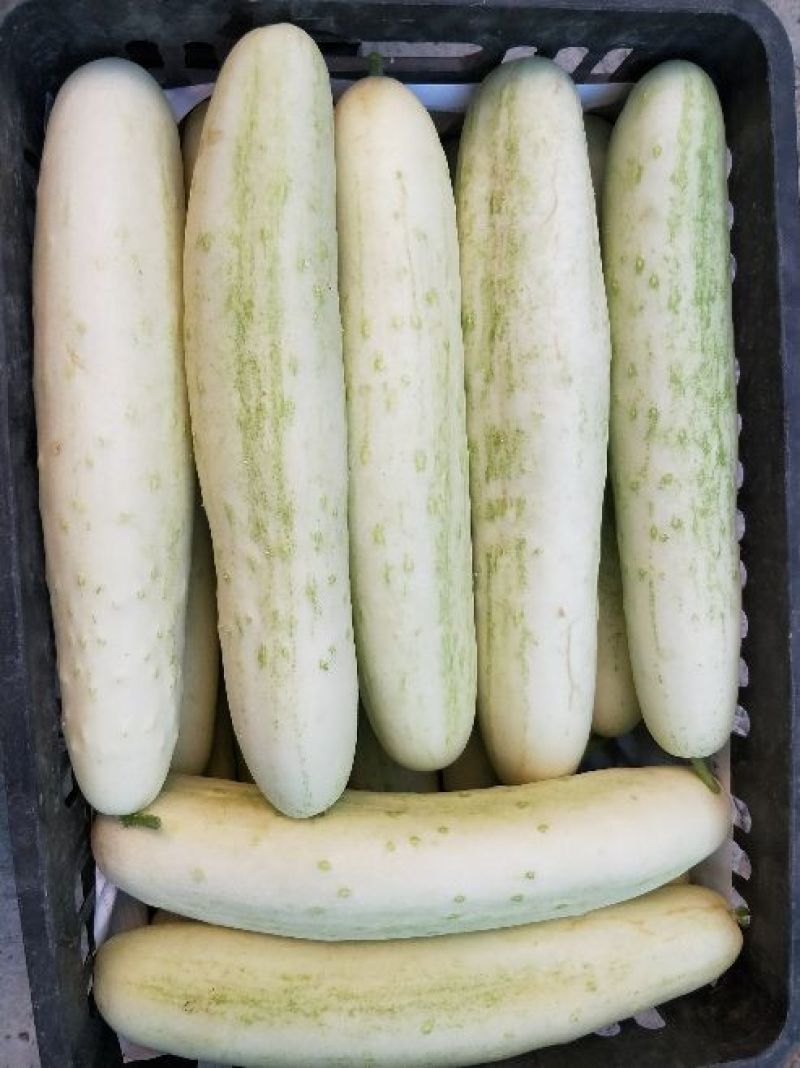 黄瓜