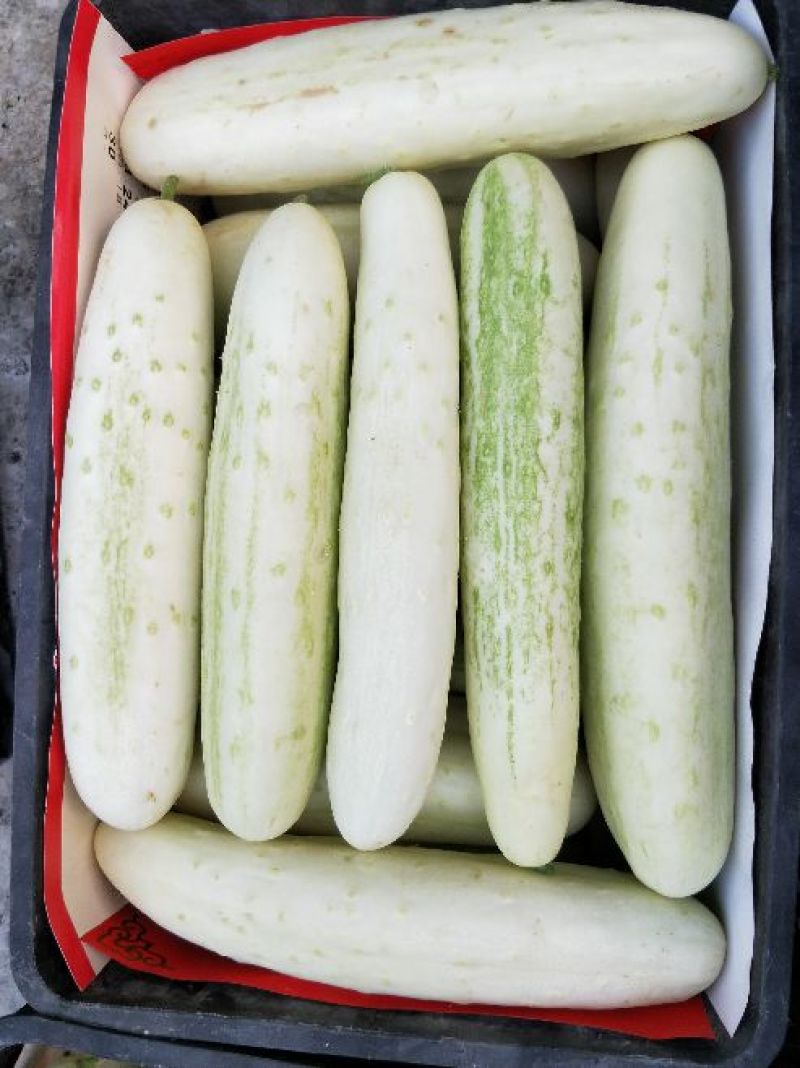黄瓜