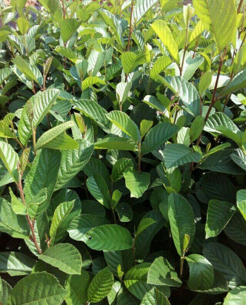 冬瓜苗桤木水冬瓜苗苗圃直供，包证件发票
