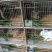 大量出售杂交野兔和家兔