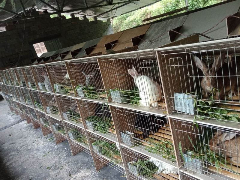 大量出售杂交野兔和家兔