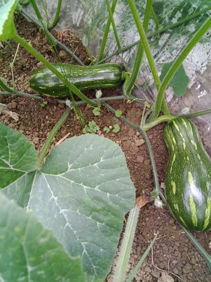 蜜本大果型南瓜