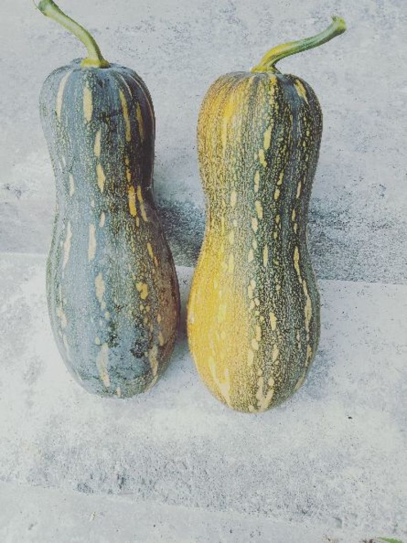 蜜本大果型南瓜