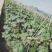 蜜本大果型南瓜