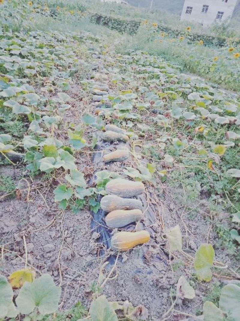 蜜本大果型南瓜