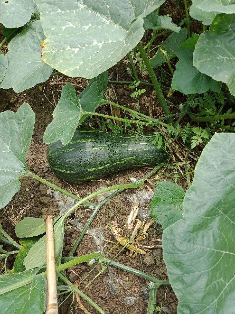 蜜本大果型南瓜