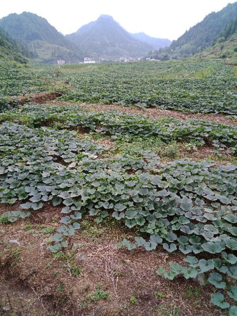 蜜本大果型南瓜
