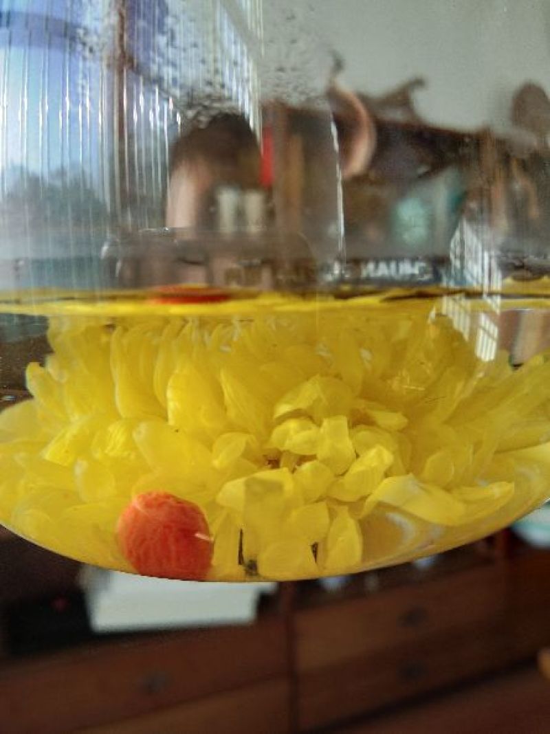 修水金丝皇菊厂家直供，大量供应