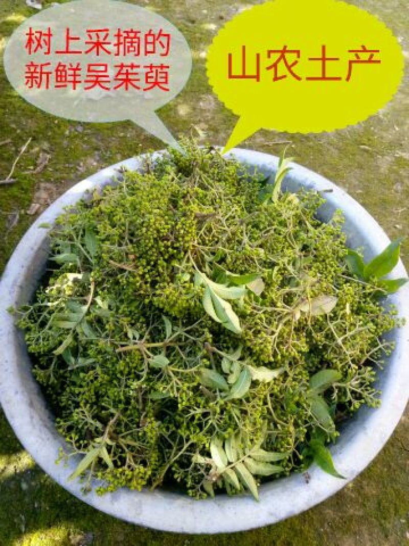 秦岭野生吴茱萸略阳吴萸无硫中小花统新货半斤包邮